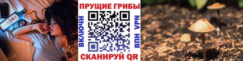Купить  Дубовка  Галлюциногенные грибы GOLDEN TEACHER 